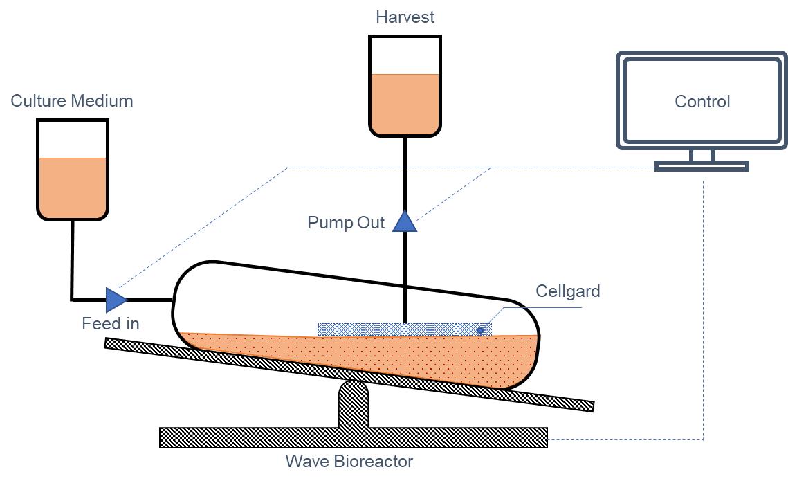 Schematic Diagram of the Structure of a Perfusion Bioreactor