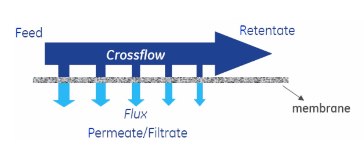 Schematic Diagram of Tangential Flow Filtration